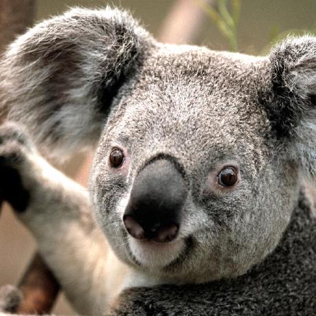 koala