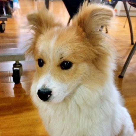 杨培文 (Yang Peiwen)